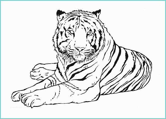 Tigre Da Colorare Per Bambini Grande Tigre Disegni Da Colorare Di Animali Disegni Da